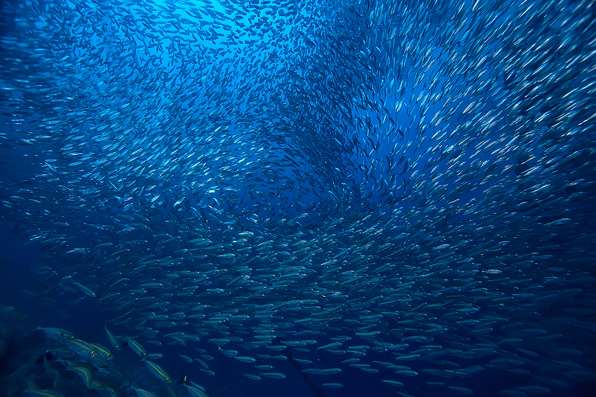 Title photo of a school of fish for the Policy Brief on Project Cycle Management