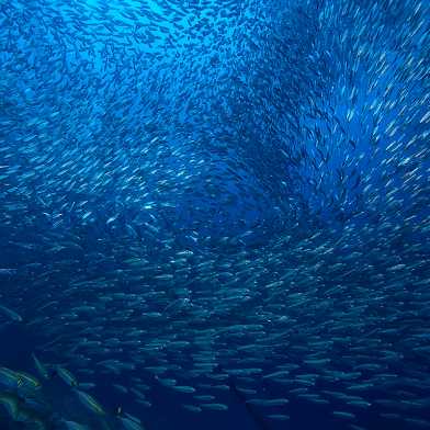 Visual for policy brief on PCM (school of fish). Photo: Kichigin/Shutterstock