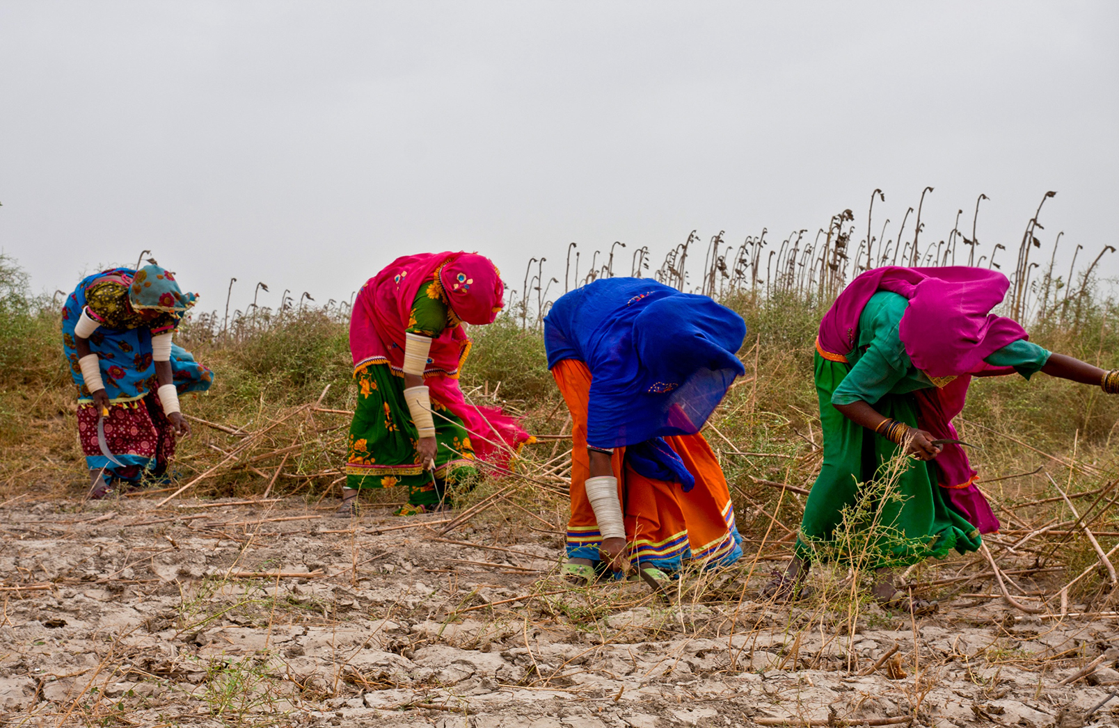 Women working in agriculture in Sindh, Pakistan.